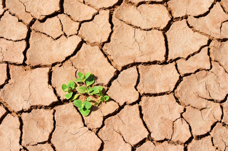 Green plant thrive in dry desert, cracked land