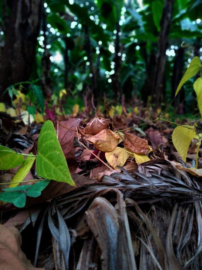 Plant dry leaf stock image. Image of plant, grass, nature 230369935