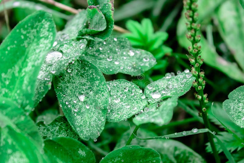 Early Morning Dew On The Plant Stock Image Image of green, water