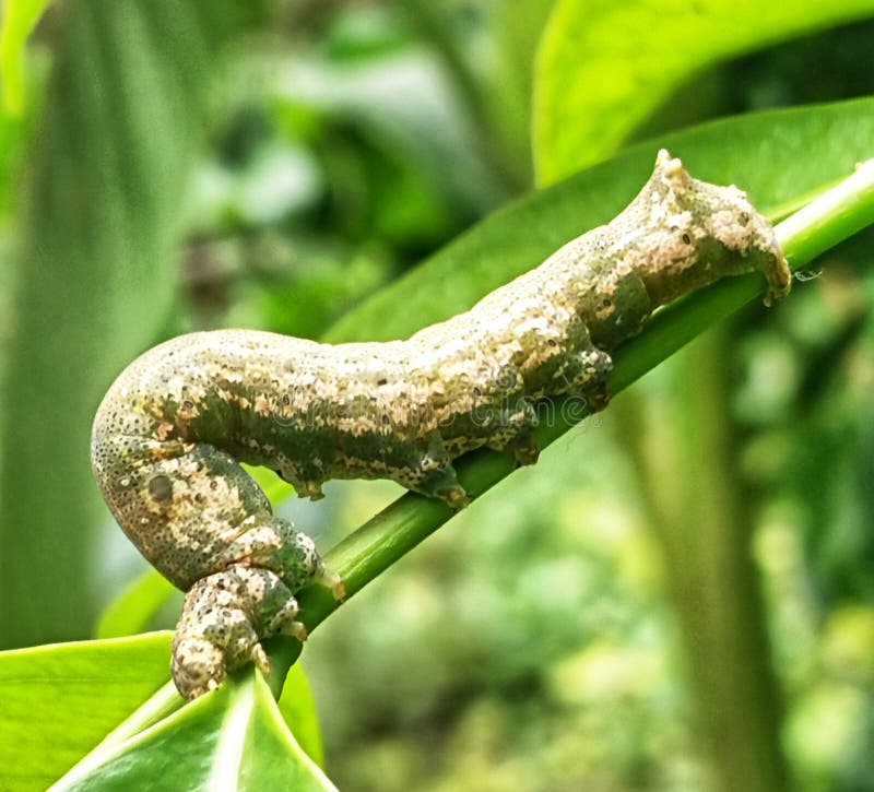 This is a Planteating Leaf Caterpillar Stock Image Image of eating