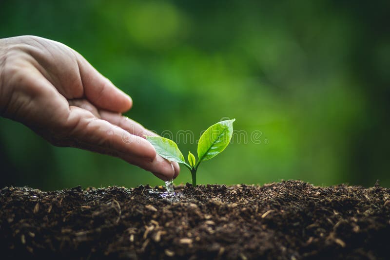 Plant een boom, Oude hand die de kleine boom van de bomenkoffie water geven royalty-vrije stock afbeeldingen Plant een boom, Oude hand die de kleine boom van de bomenkoffie water geven royalty-vrije stock afbeeldingen