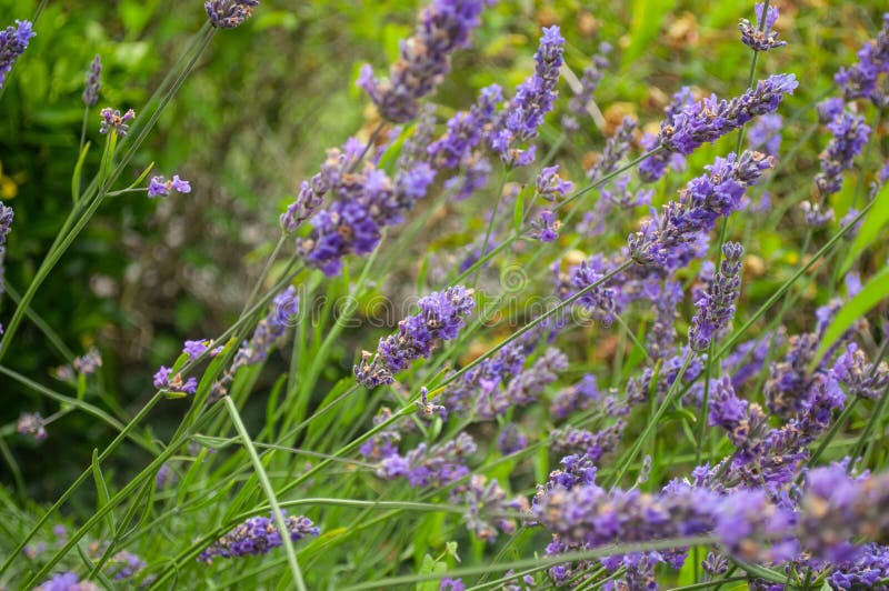 Plant, English Lavender, Lavender, Flower Picture. Image 112568064