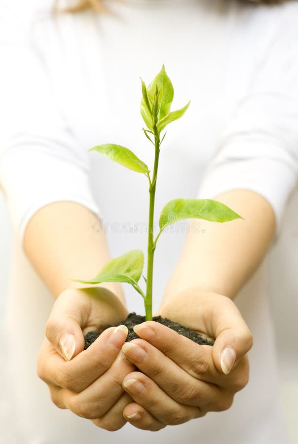 Plant in female hands stock photos