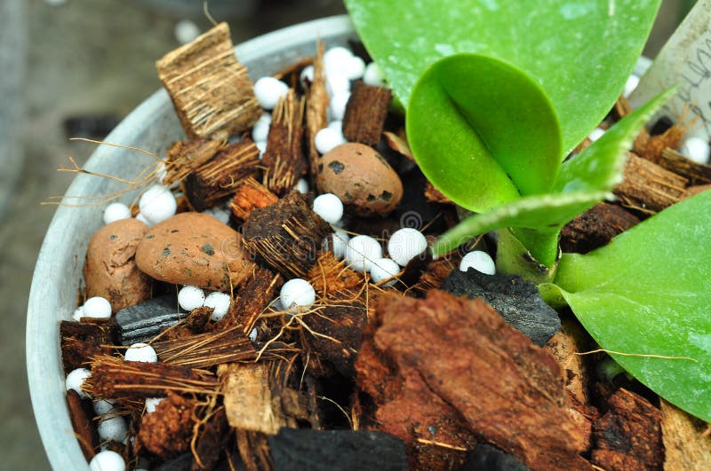 Plant Fertilization Fertilizer Stock Photo Image of white, grow 39444104