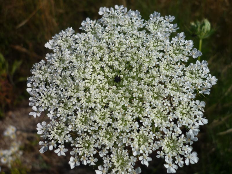 Plant, Flower, Cow Parsley, Evergreen Candytuft Picture. Image 121707700