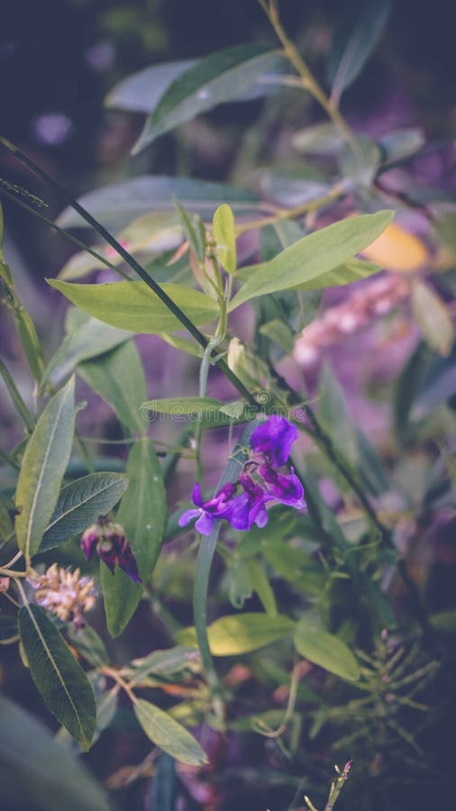 Plant flower purple meadow vegetation and flora of Russia stock photo Plant flower purple meadow vegetation and flora of Russia stock photo