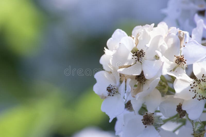 The plant flower of the romantic white flower hydrangea stock photo The plant flower of the romantic white flower hydrangea stock photo