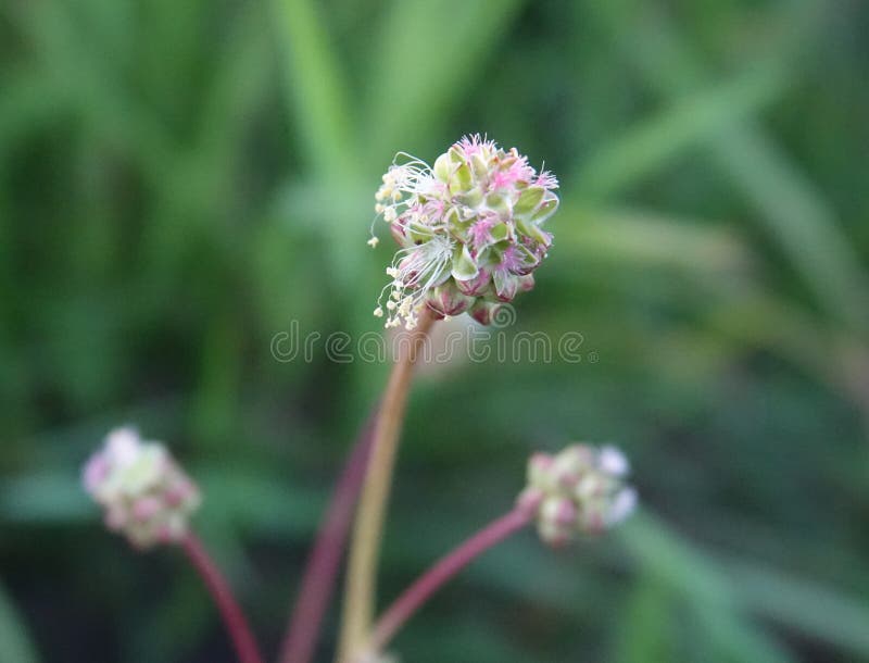 Plant Flower Subshrub Flowering Plant Picture Image 136081618