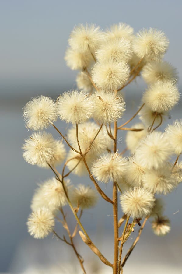 Plant With White Fluffy Flowers Stock Photo Image of ideas, outdoors