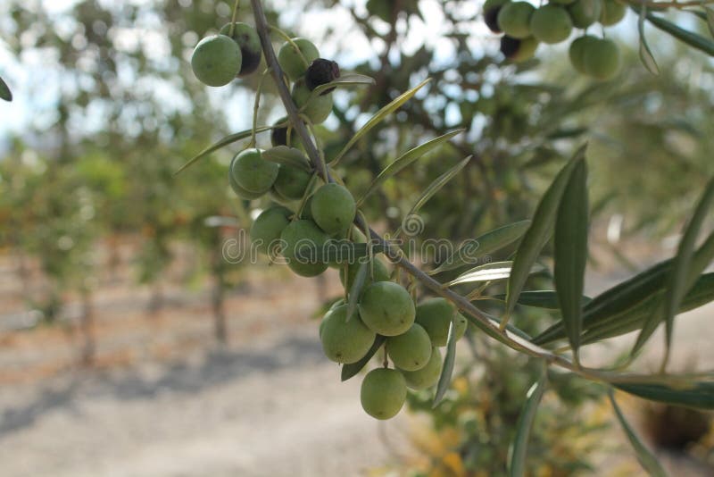 Plant, Fruit, Olive, Tree Picture. Image 116267283