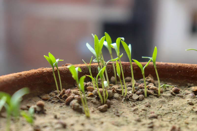 Plant Germination and Growth Stock Photo Image of heart, close 28711948
