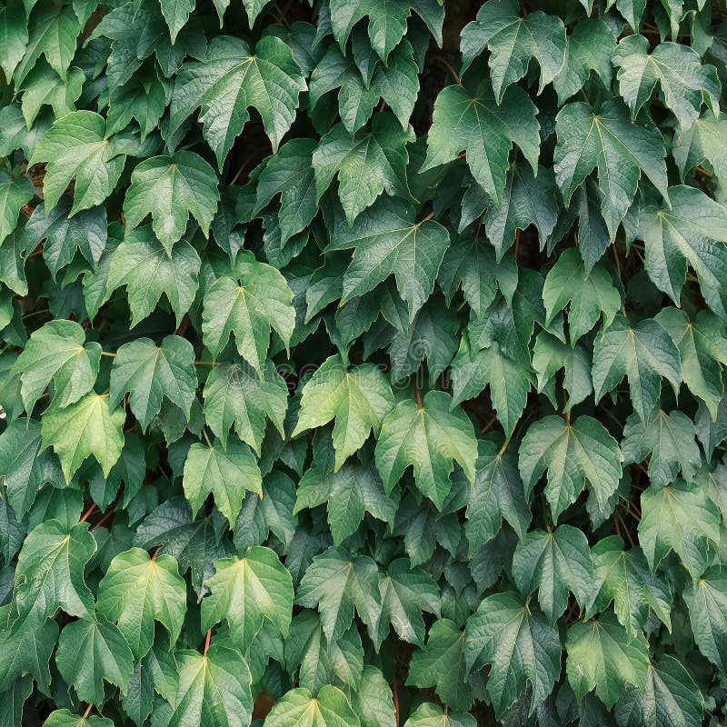 Plant Green Leaf Aesthetic. Nature Background Eco Lifestyle Stock Photo Image of nature