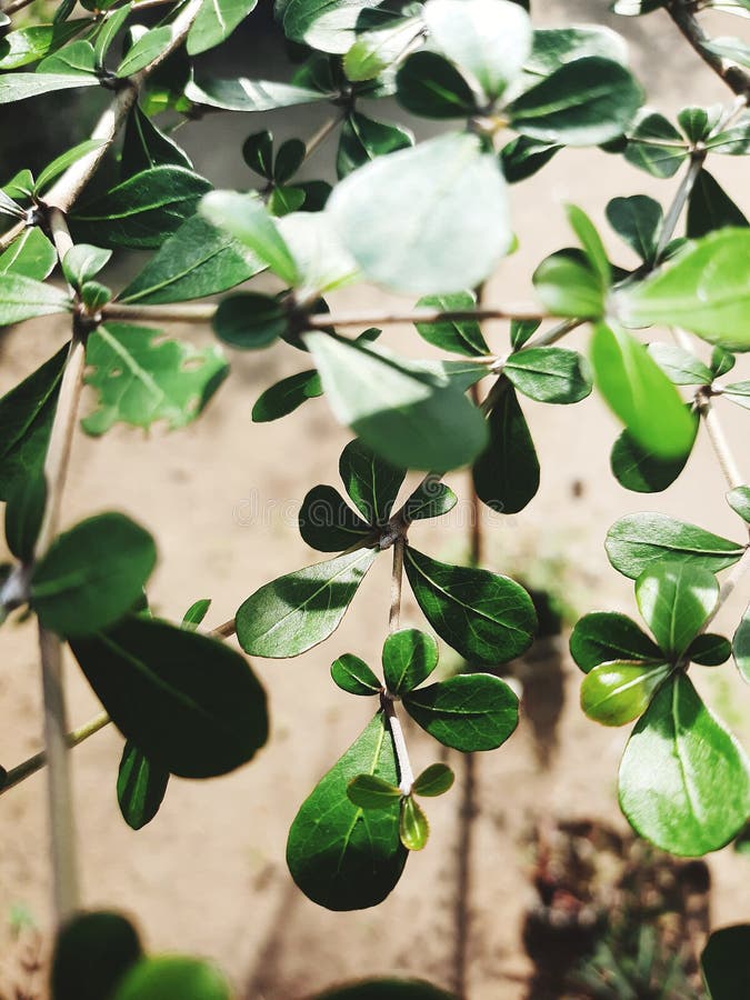Plant Green Leaf Garden stock image. Image of evergreen 239252177