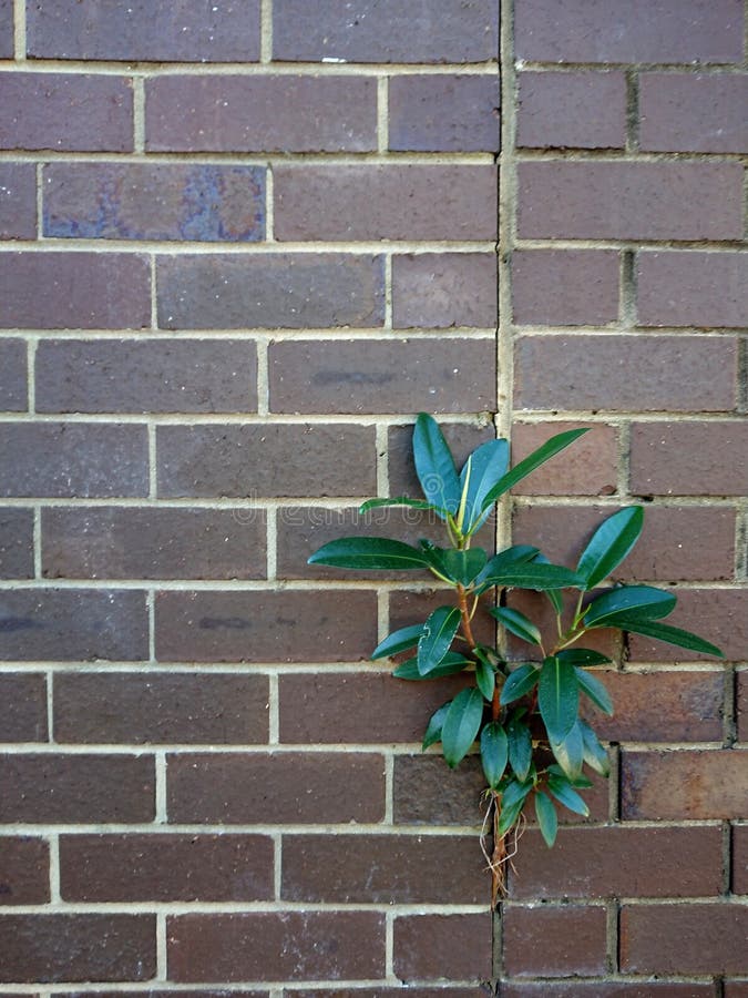 Plant Green leaves brick wall royalty free stock image