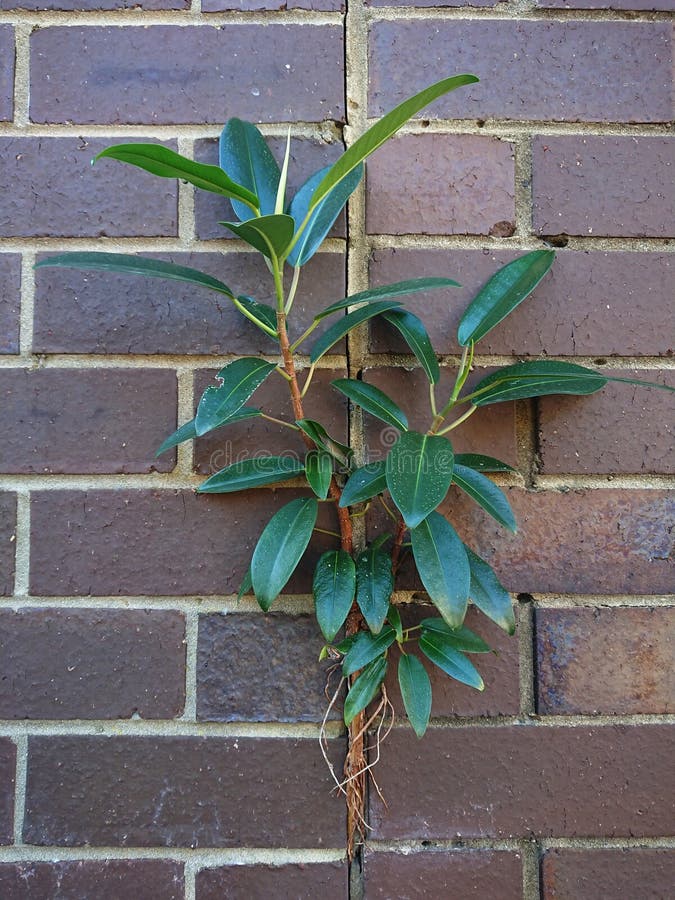 Plant Green leaves brick wall royalty free stock photography