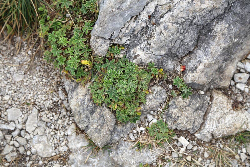 Plant with Green Leaves Grows in the Mountains on Stones Stock Photo