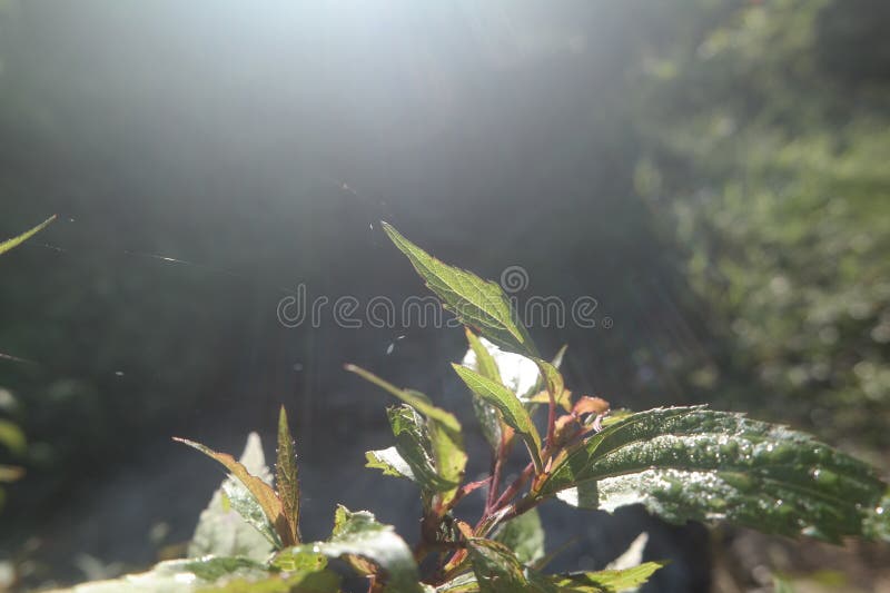 A plant with green leaves. The sunlight in the background creates a bright stock image