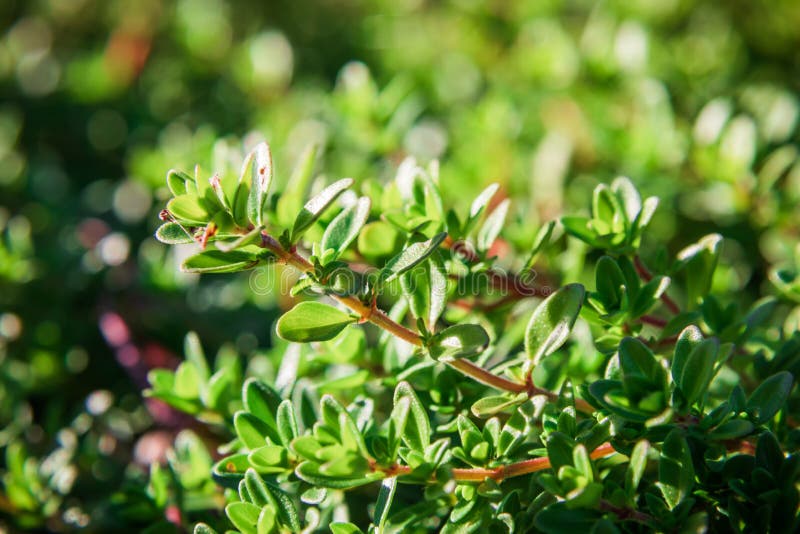 Plant with Green Leaves a Thyme Stock Photo Image of food, herb
