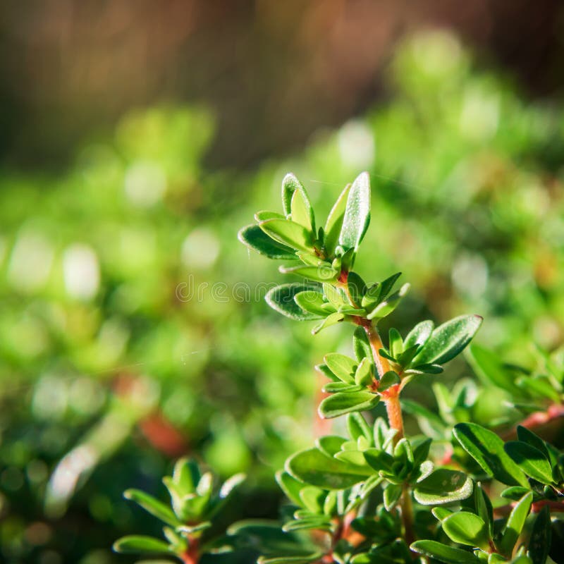 Plant with Green Leaves a Thyme Stock Photo Image of flower, fresh