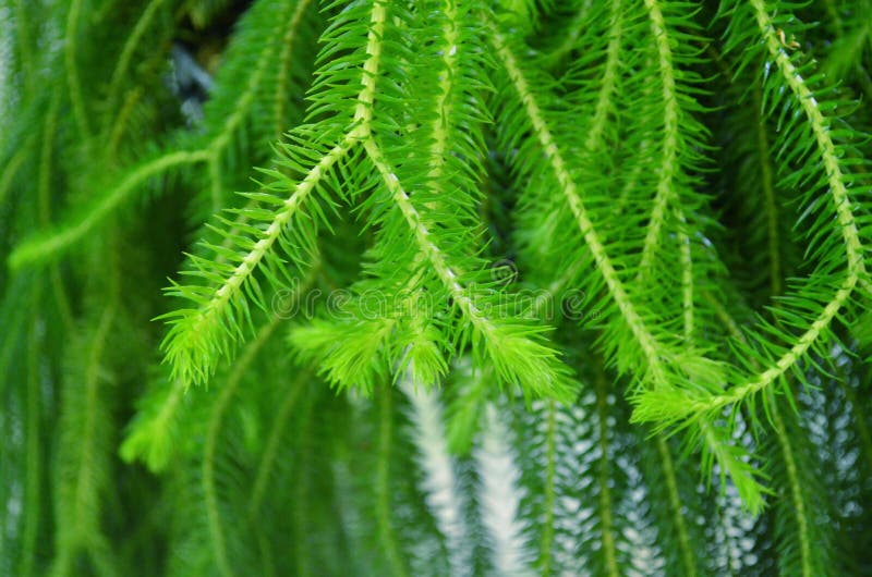 Plant. stock photo. Image of plant, green, shines, water 103497932