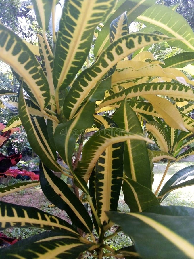 Plant with Green and Yellow Leaves Stock Photo Image of branch, fruit