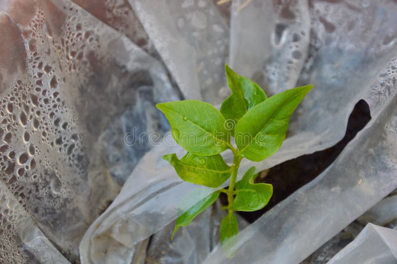 Plant Grow from Dirt through Plastic Bag Stock Photo Image of water