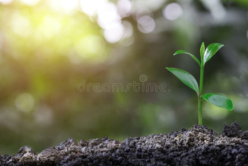 Plant grow sequence and agriculture with morning sunlight and bokeh green blur background. royalty free stock photos Plant grow sequence and agriculture with morning sunlight and bokeh green blur background. royalty free stock photos