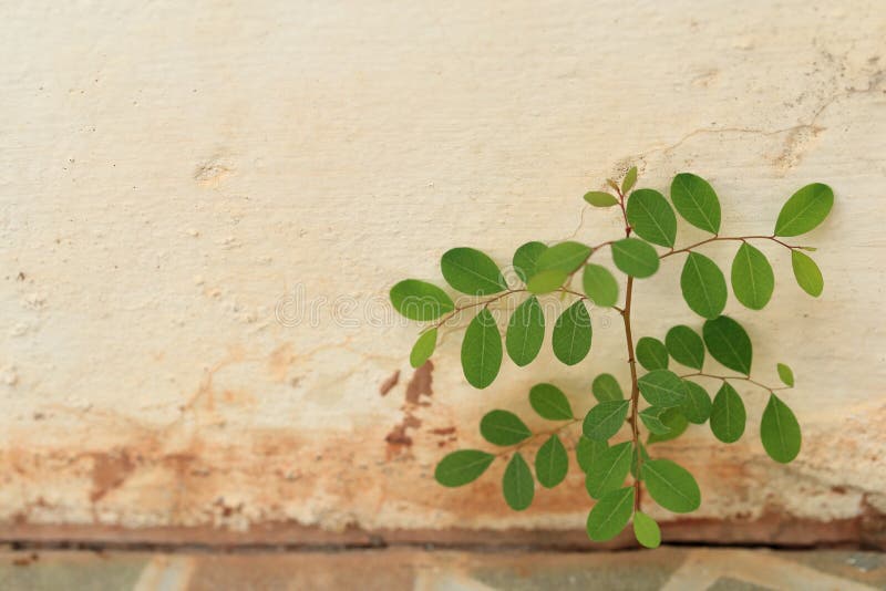Plant grow up on cracked concrete stock photo Plant grow up on cracked concrete stock photo