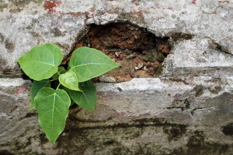 Plant grow up on cracked wall royalty free stock photo Plant grow up on cracked wall royalty free stock photo