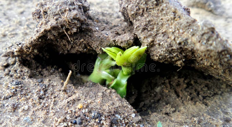 Plant is growin up from ground. Plant is growin up from ground.