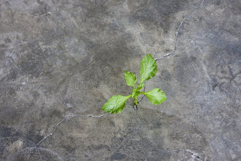 Plant Growing In Concrete Stock Photography - Image: 32182122