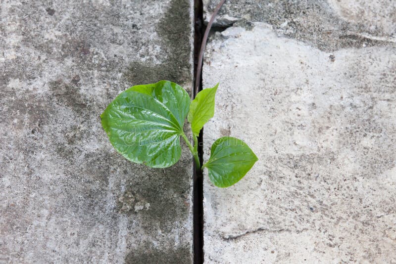 11,650 Plant Growing Concrete Stock Photos Free & RoyaltyFree Stock