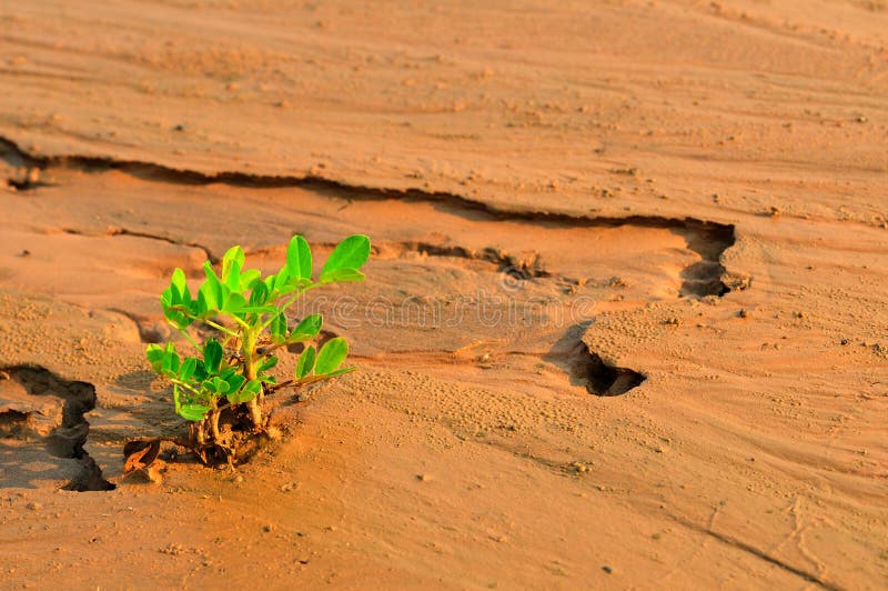 Plant Growing In A Desert Sand Stock Image Image of national, dryness