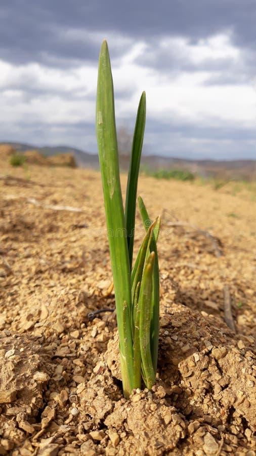 Dry soil and growing plant stock image. Image of closeup 36511717