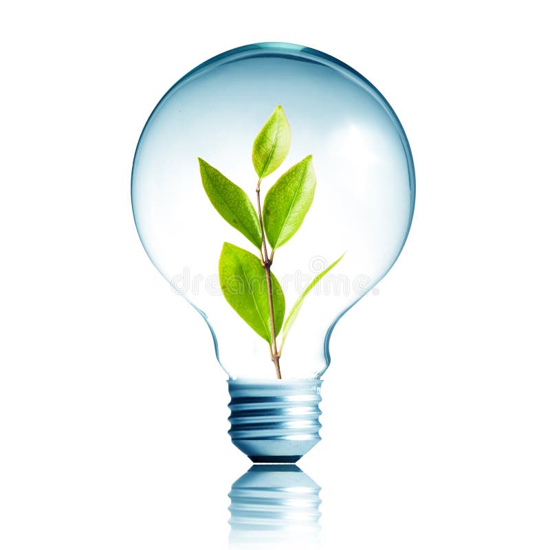 Plant Growing Inside the Light Bulb Stock Photo Image of conceptual