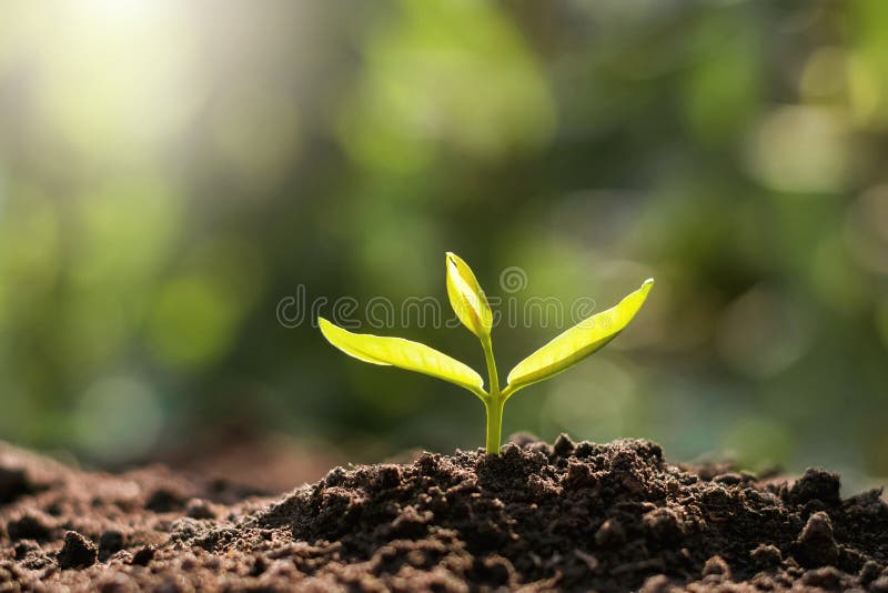 Plant Growing in Morning Light Stock Photo Image of plant, growth