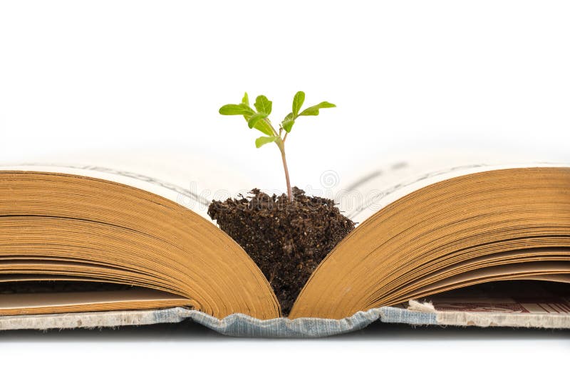 Plant growing from an old opened book, isolated on white background, education or recycling concept