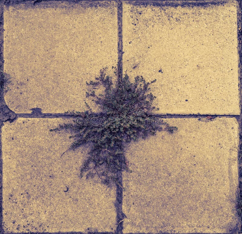 Plant is growing out of street pavement royalty free stock image Plant is growing out of street pavement royalty free stock image