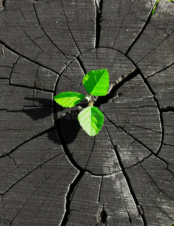 Plant Growing Out of a Tree Stump Stock Image Image of stem