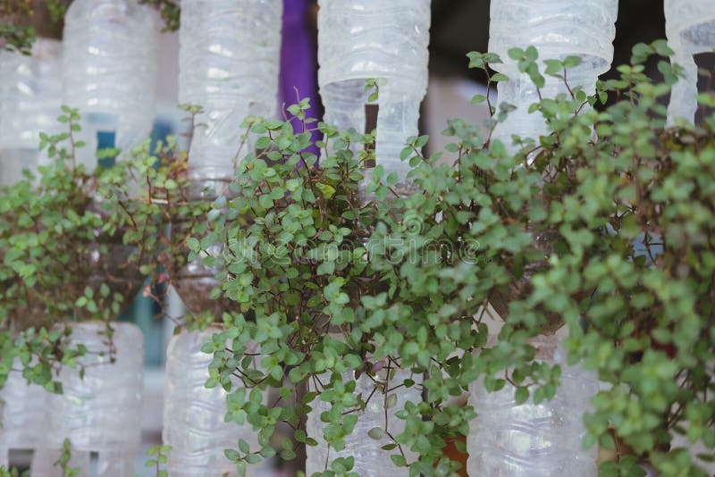 Plant Growing in Recycled Plastic Bottle. Vertical Garden Made by
