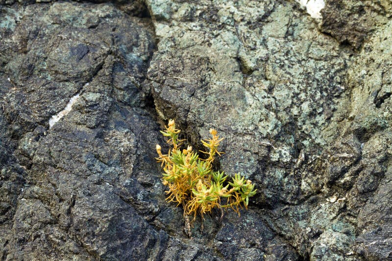 Plant Growing in Rock Crack, Oregon Stock Photo Image of plant, stone 34839846
