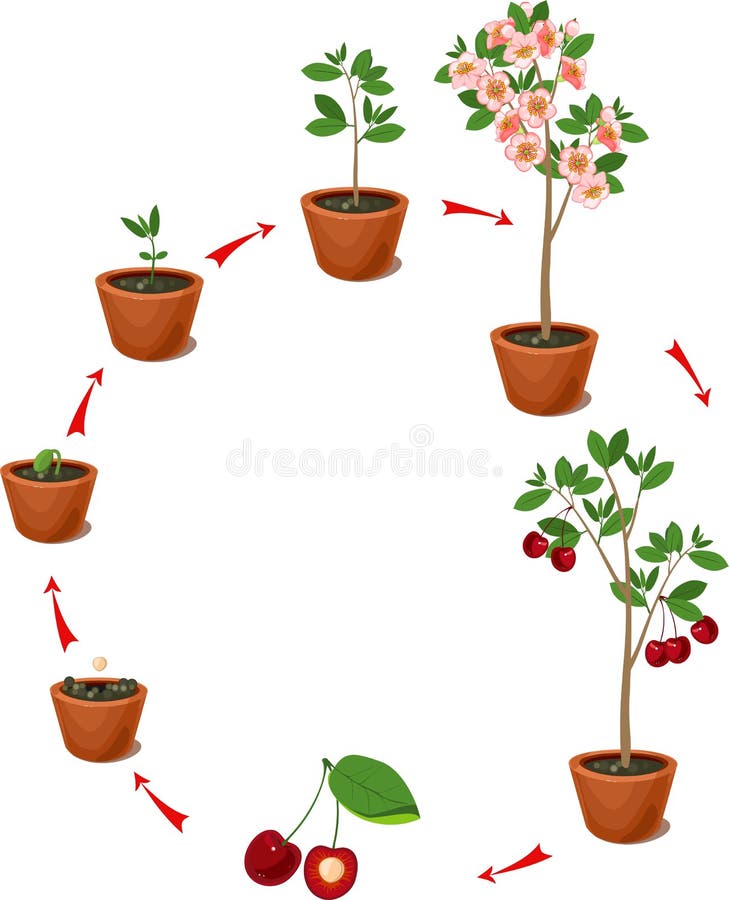 Plant Growing from Seed To Orange Tree. Life Cycle Plant Stock Vector ...