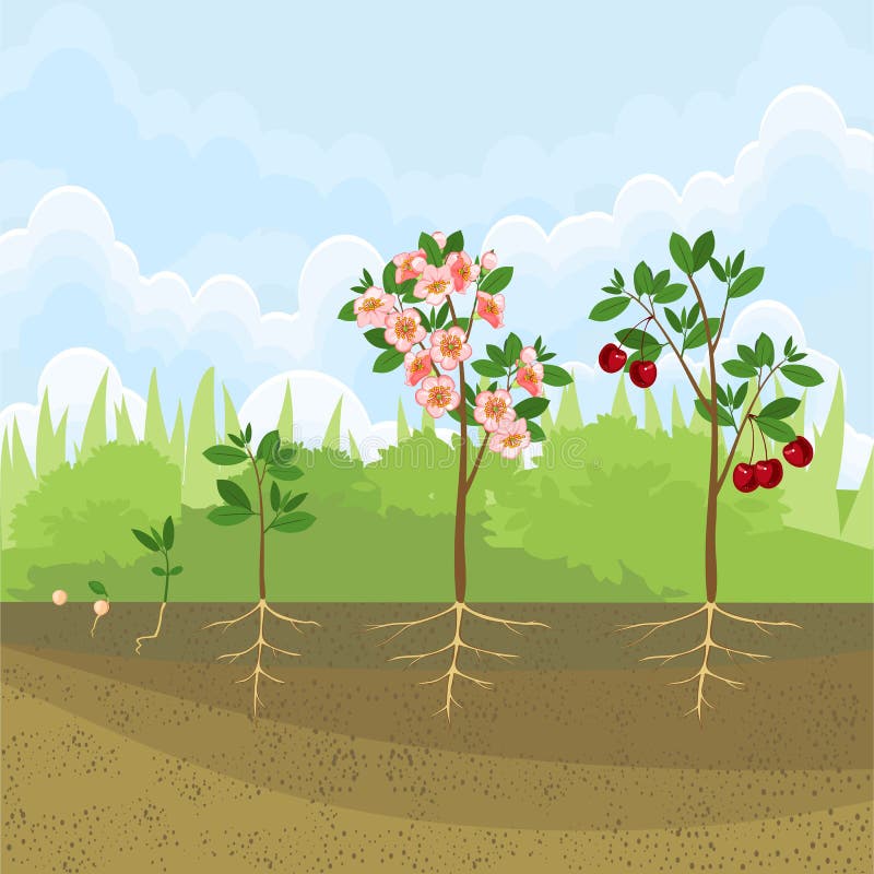 Plant Growing from Seed To Cherry Tree. Stock Vector - Illustration of ...