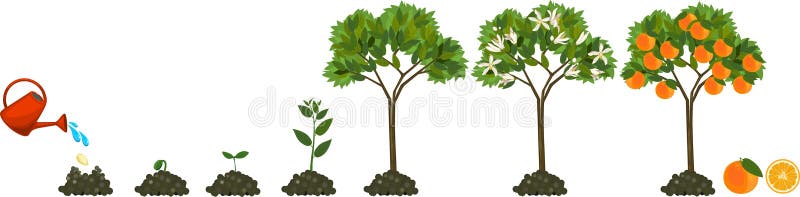 Plant growing from seed to orange tree. Life cycle plant