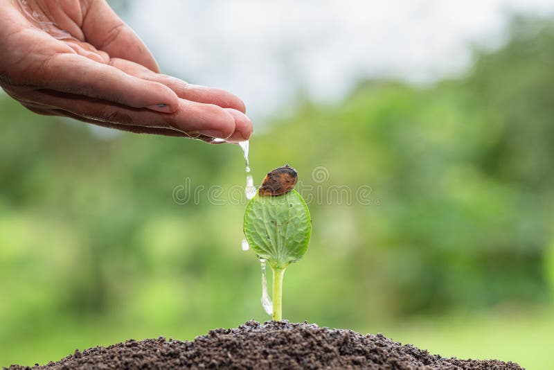 Plant growing on soil and drop of wate,  protecting environment. Growing seedlings, The idea of planting trees to reduce global