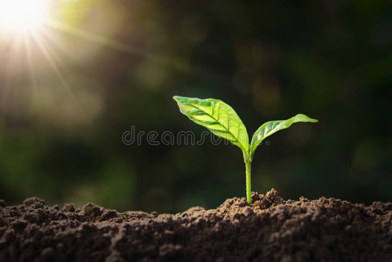 Plant growing on soil with sunshine. eco earth day concept