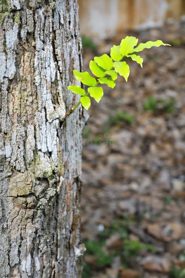 Plant growing on tree stock photo. Image of leaves, pattern 6433288
