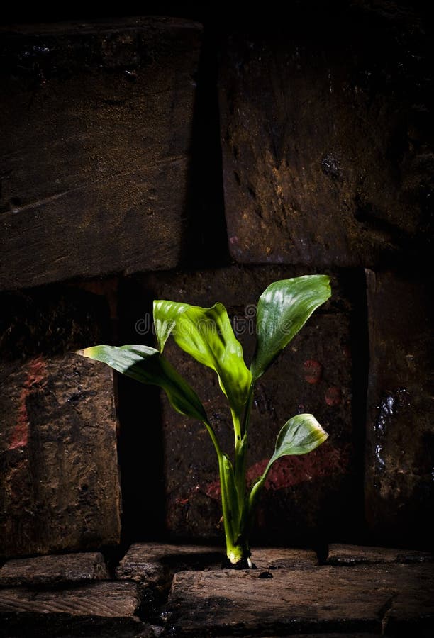 Plant growing trough dead ground