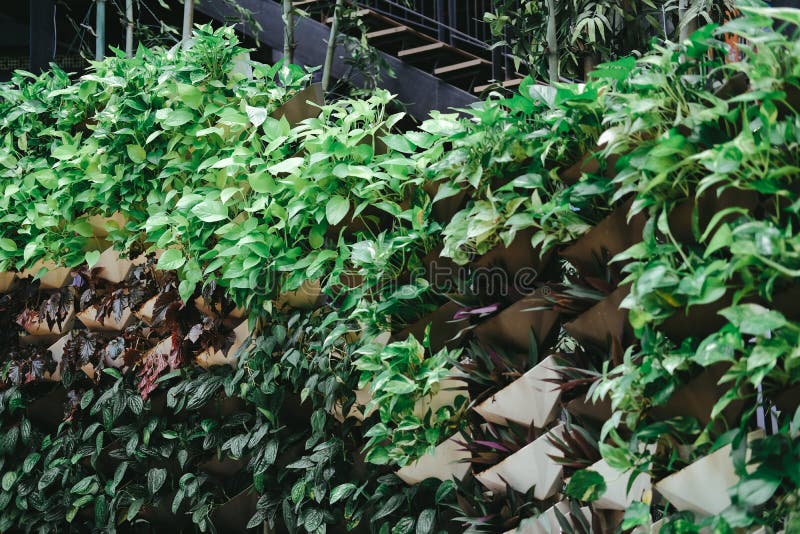 Plant Growing Vertically in Vertical Garden. Vegetable Planted on Wall