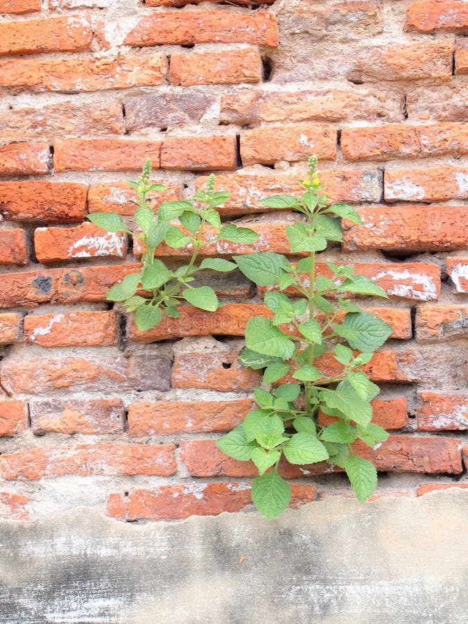 Plant grows in old wall stock photo. Image of nature 158324614